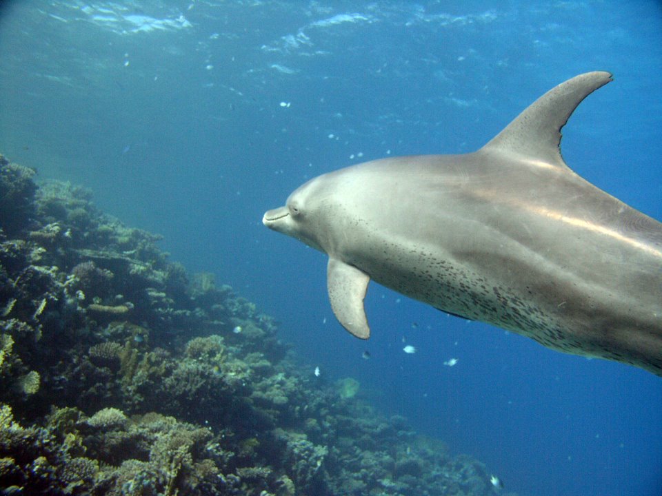 Diving in hurghada