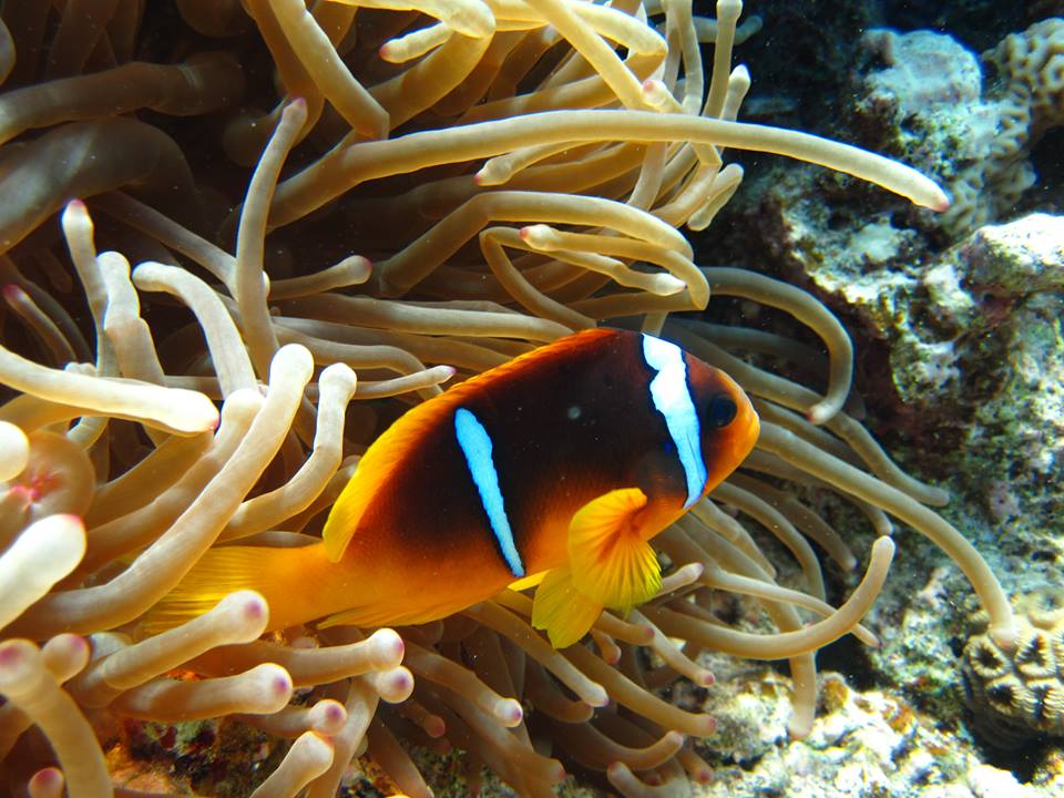 Diving in hurghada