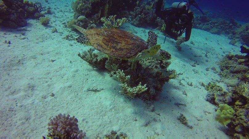 Diving in hurghada